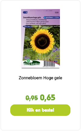 Zonnebloem hoge gele